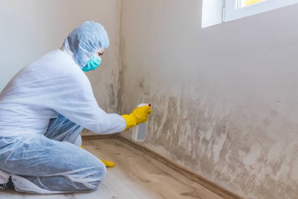 Licensed Black Mold Remediation service in Berryville, TX - 24 Hour Mold Removal