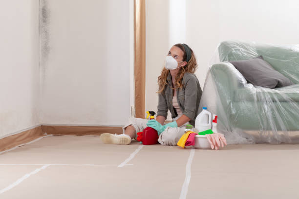 Reliable Black Mold Remediation contractor in Berryville, TX by 24 Hour Mold Removal