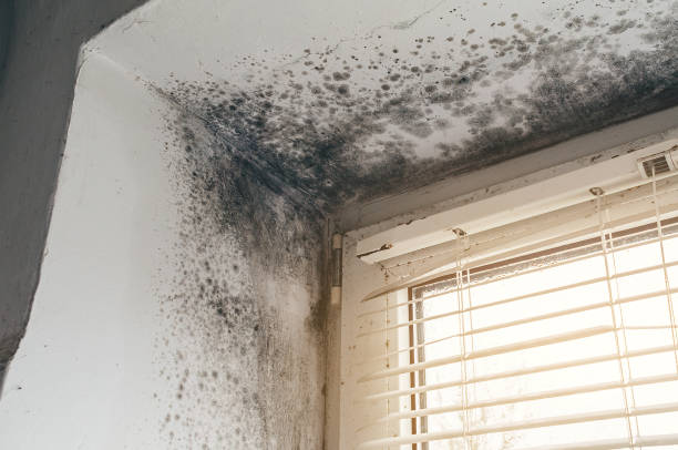 Affordable Black Mold Remediation solutions in Berryville, TX