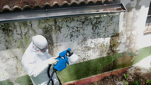 Top rated local Black Mold Remediation specialists in Berryville, TX